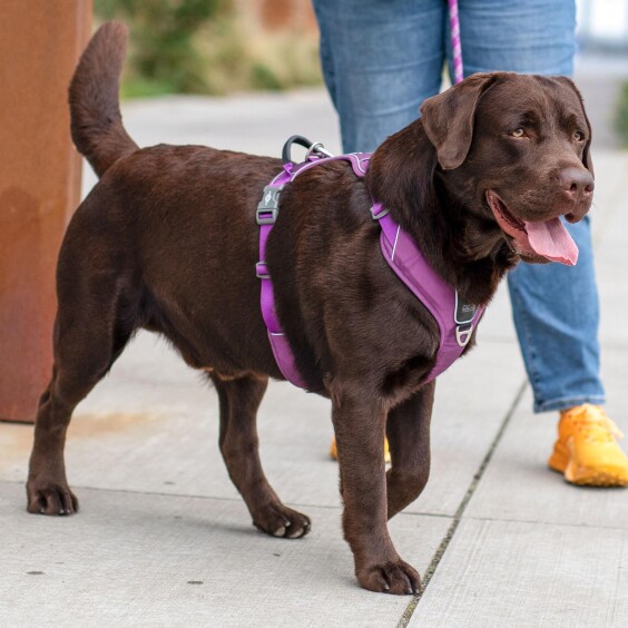 Harnais Comfort Walk Pro PASSION DOG Copenhagen