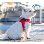 Harnais confort pour chien Walk GO rouge DOG Copenhagen