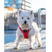 Harnais confort pour chien Walk GO rouge DOG Copenhagen
