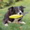Jouet à friandises dental avec poignée pour chien 31 cm