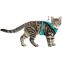Harnais pour Maine Coon 30-60 cm