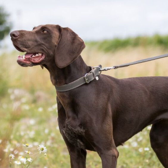 Collier Rustic en cuir gras gris pour chien