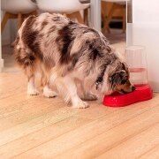 Distributeur eau et croquettes pour Chat&Chien Azimut
