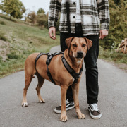 Harnais anti-fugue chien Maldon Hunter