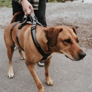 Harnais anti-fugue chien Maldon Hunter