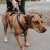 Harnais anti-fugue chien, 2en1 anti fugue, Safety Maldon