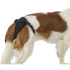 Couche pour chienne en chaleurs
