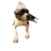 Lunettes de soleil pour chien