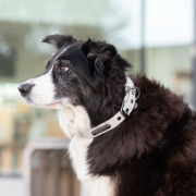 Collier hydrofuge et essuyable pour chien City Style gris