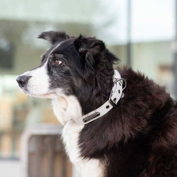 Collier hydrofuge et essuyable pour chien City Style gris