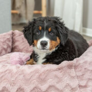 Panier orthopédique chien : mémoire de forme, couchage confortable Loki ROSE