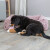 Panier orthopédique chien : mémoire de forme, couchage confortable Loki ROSE
