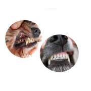 Glucosamine chien,articulation renforcée, résultat prouvé!