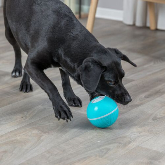 Jeu d’occupation pour chien avec balle distributeur de friandises