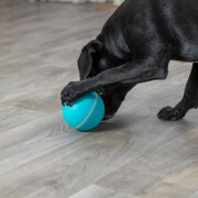 Jeux d’occupation chien, balle distributeur friandises !