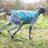 Harnais traction chien canicross PRO x-back phoenix