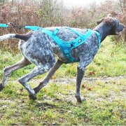 Harnais traction chien, canicross PRO x-back phoenix i-dog