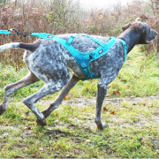 Harnais traction chien canicross PRO x-back phoenix
