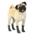 Chaussettes pour chien