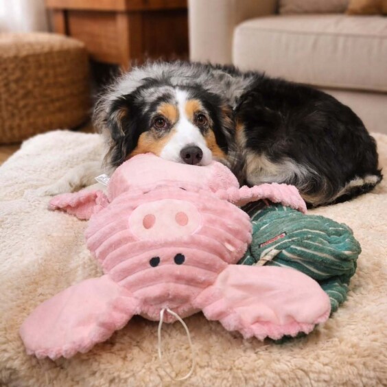 Grosse Peluche XXL Cochon avec squeaker pour chien Bubimex