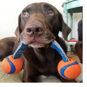 Balle Ultra Résistant Duo Tug pour chien, tirer et lanceur