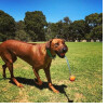 Balle ultra résistante Duo Tug pour chien, pour tirer et lancer