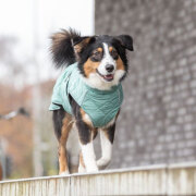 Manteau hiver pour chien : Polaire, petit, grand chien Oslo Jade