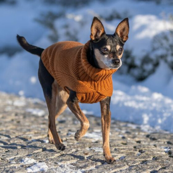 Pull chaud pour chien Berlin Rouille
