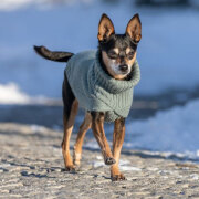 Meilleur Pull pour chien : Berlin Sauge