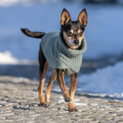Pull pour chien Berlin Sauge