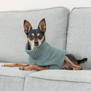 Pull pour chien Berlin Sauge
