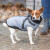Manteau harnais pour chien intégré au manteau pratique Pontis