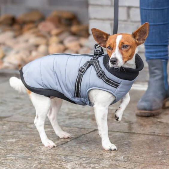 Manteau harnais intégré pour chien