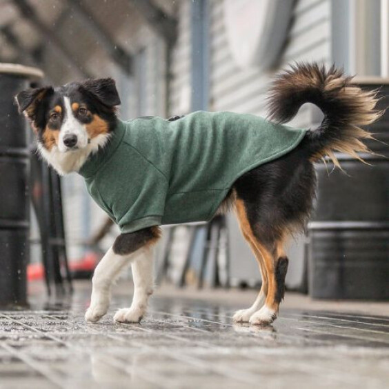 Sweat pour chien Amsterdam avec intérieur chauffant