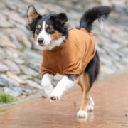 Sweat pour chien Amsterdam intérieur chauffant et passage harnais