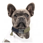 Colliers originaux pour Bouledogue Français Kaki, KAYA