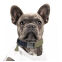 Collier pour chien Kaki KAYA - 25/36