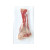 Os naturel de jambon Tibia pour chien