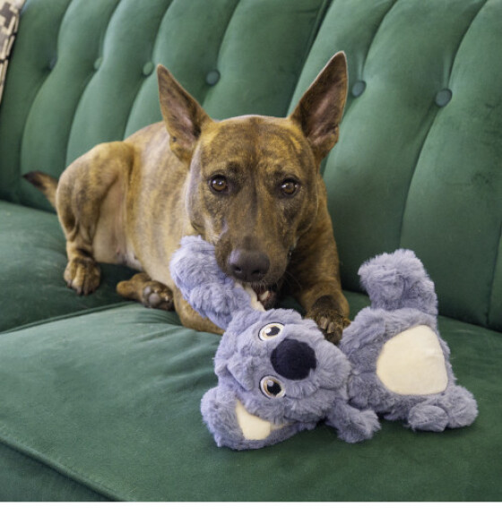 Peluche KONG scrumplez koala Medium