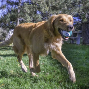 KONG Kit dental balle SMALL