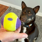 KONG Balle airdog squeaker knobby M/L