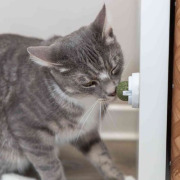 Balle à herbe à chat, fixation sur surface lisse