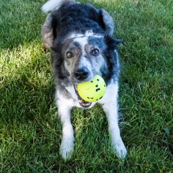 KONG Jouet reflex ball large