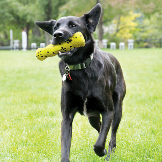 KONG Jouet Reflex Stick