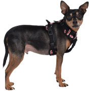 Harnais Anti-traction pour chien Rando Monoi Bordeaux