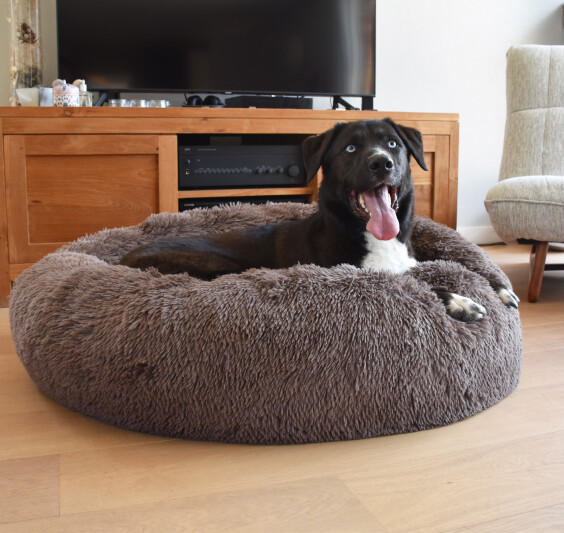 Coussin apaisant pour chien et chat Donut Poilu Vison
