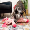 KONG Peluche shakers crumples lapin XL