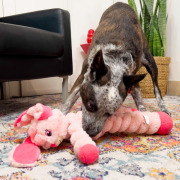 KONG Peluche shakers crumples lapin XL