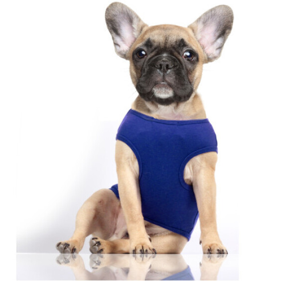 Milk & Pepper T-shirt spécial bouledogue Ancre bleu NOAN