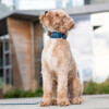 Collier Urban Explorer bleu océan pour chien DOG Copenhagen